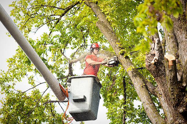 How Our Tree Care Process Works  in  Marcellus, MI